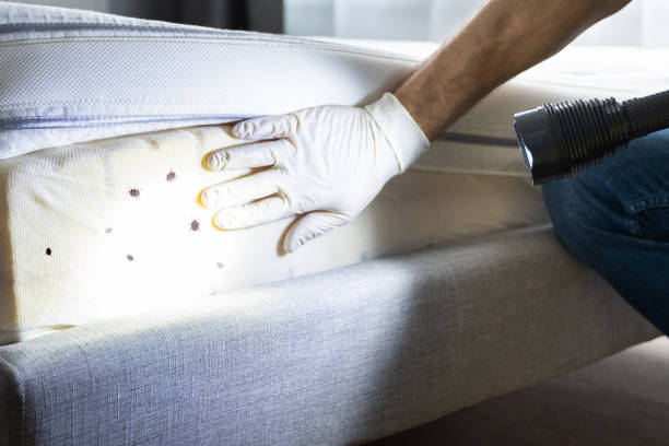 Best Wasp Removal Services  in Hudson, FL