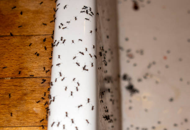 Best Pest Prevention Services  in Hudson, FL